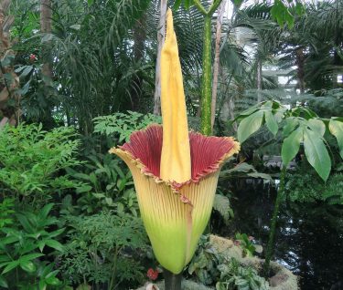 ニューヨーク植物園「死体の花」開花を迎える