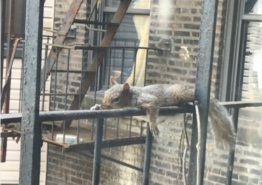 夏バテぐったりのリスが話題　猛暑のニューヨーク